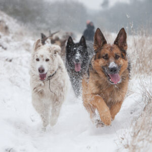 Prepare Your Dog for Winter in Ottawa